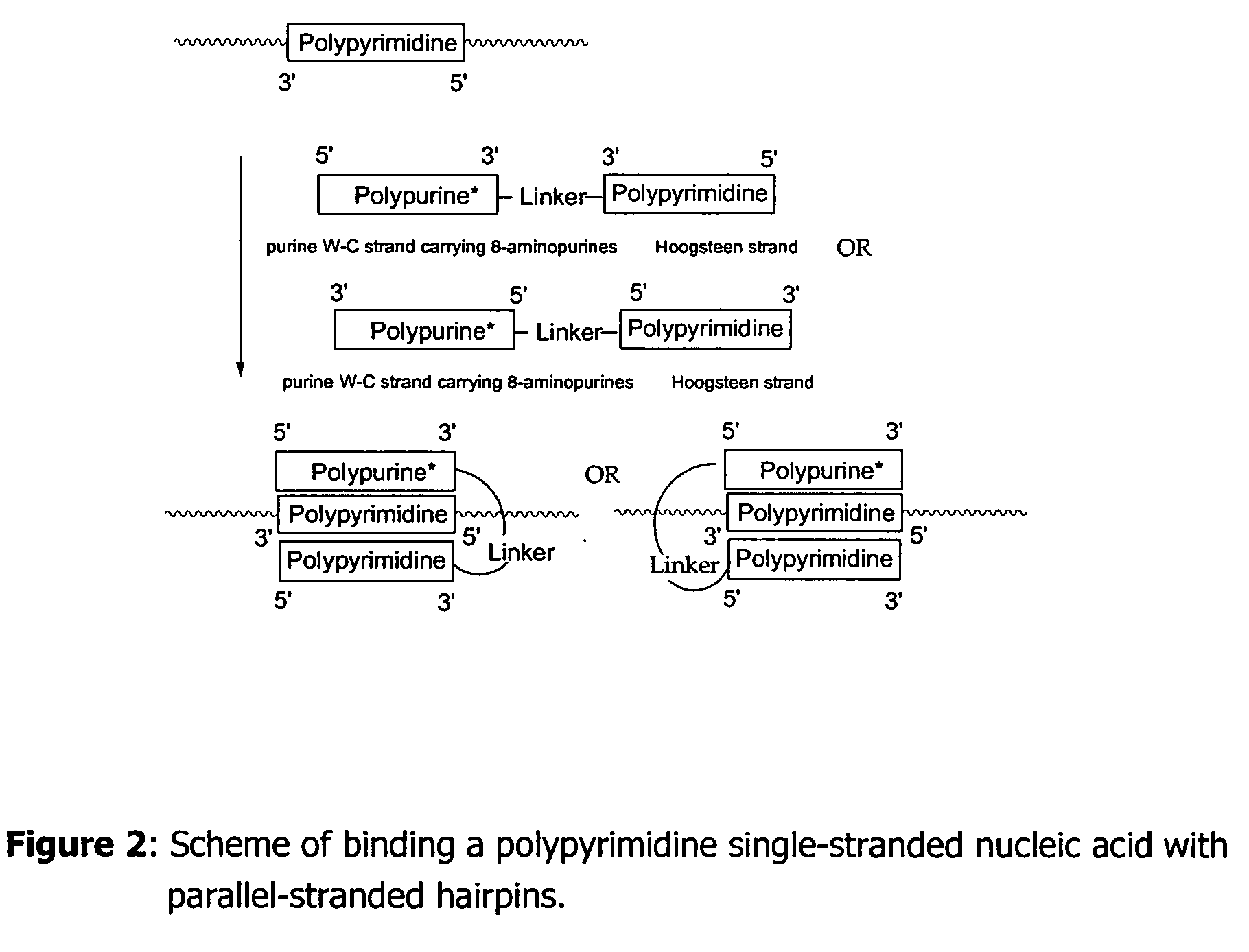 Methods and compositions for in vitro and in vivo use of parallel stranded hairpins and triplex structures as nucleic acid ligands