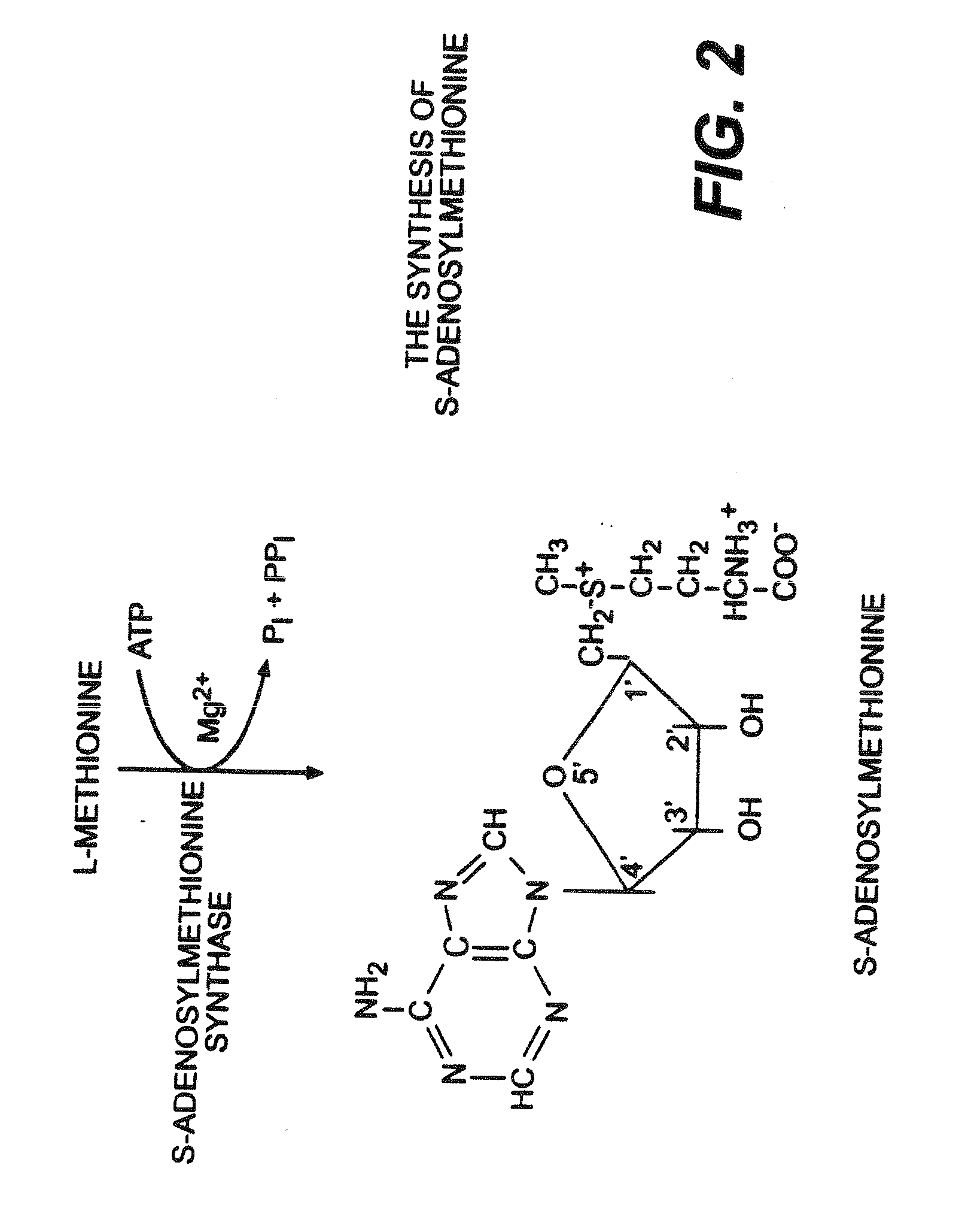 Use of anabolic agents, anti-catabolic agents, antioxidant agents, and analgesics for protection, treatment and repair of connective tissues in humans and animals