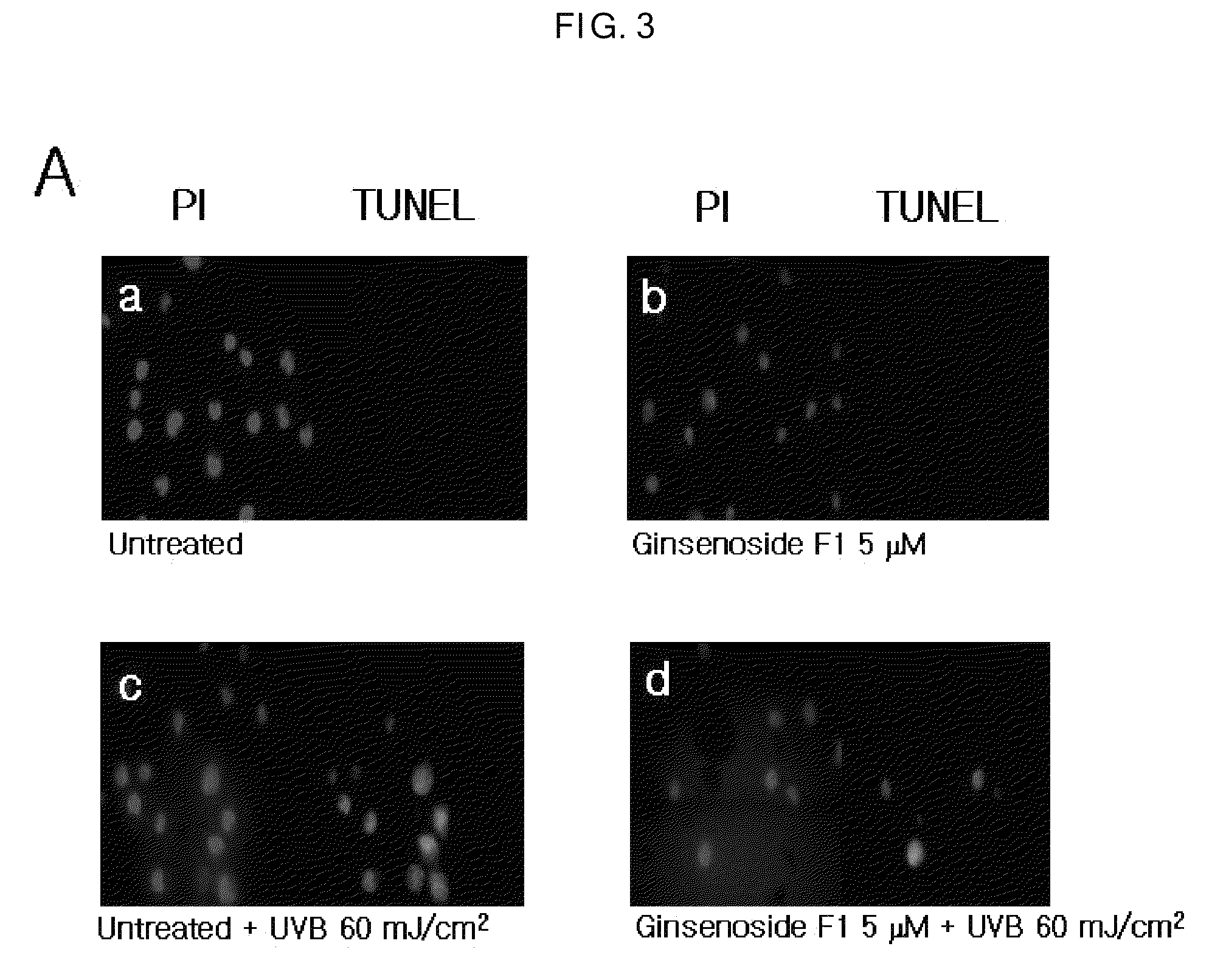 Agent for controlling Bcl-2 expression comprising ginsenoside F1 as an active component