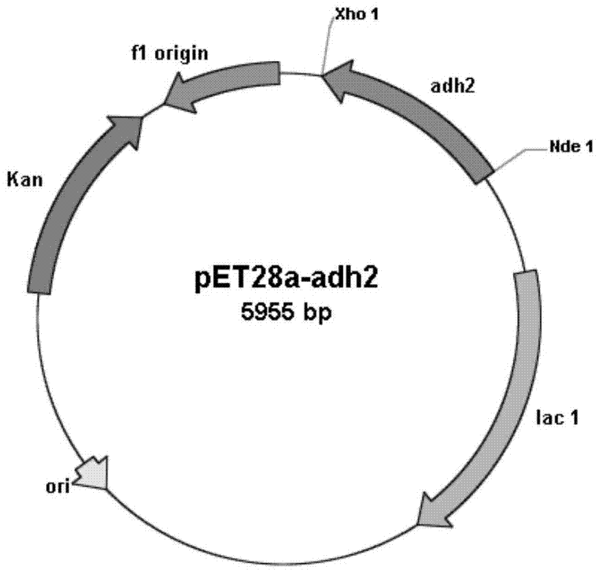 Carbonyl reductase gene, codase, vector, engineering bacterium and application thereof