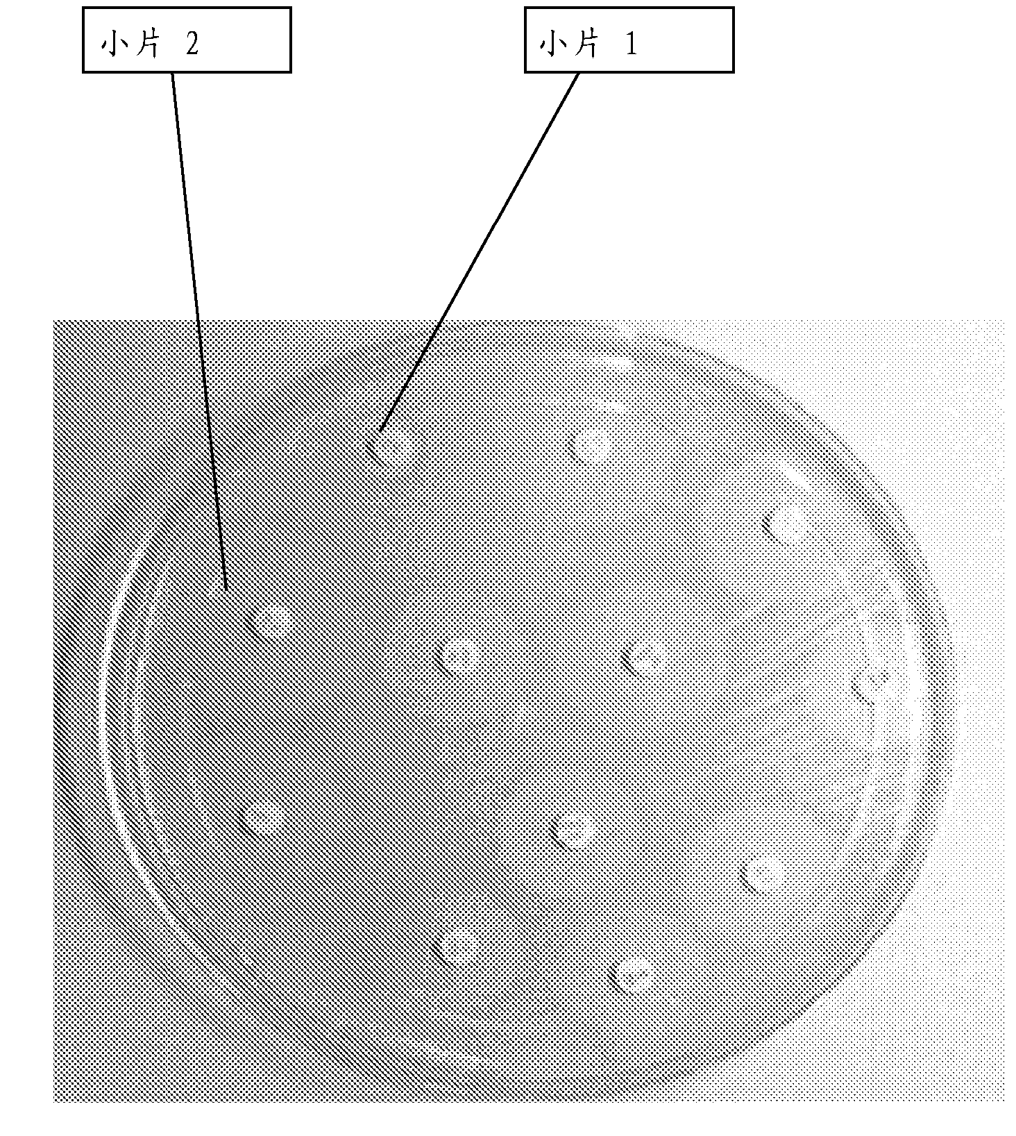 System and method for time-related microscopy of biological organisms