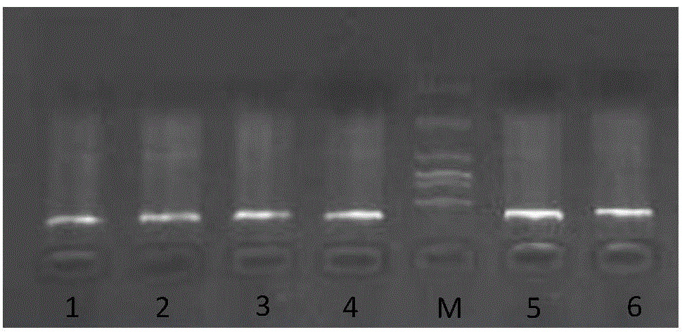 Kit and method for rapidly extracting blood DNA in batches by adopting saturated sodium chloride process