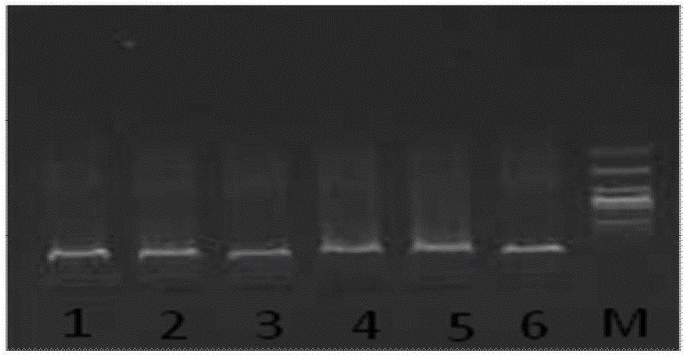 Kit and method for rapidly extracting blood DNA in batches by adopting saturated sodium chloride process