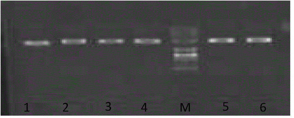 Kit and method for rapidly extracting blood DNA in batches by adopting saturated sodium chloride process