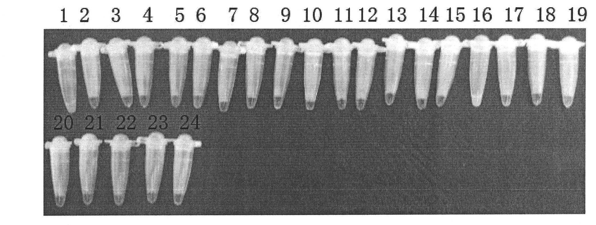 LAMP detection method for babesia bovis