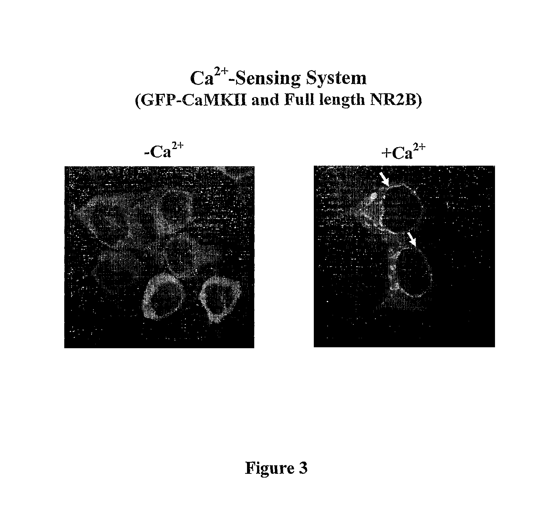 Assay for detection of transient intracellular CA2+