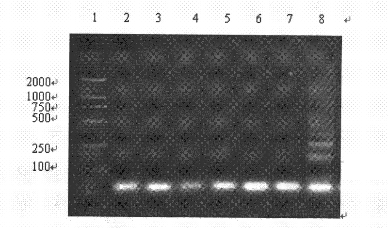 Kit for rapidly detecting staphylococcus aureus in milk