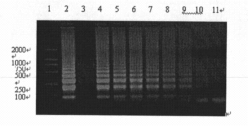 Kit for rapidly detecting staphylococcus aureus in milk