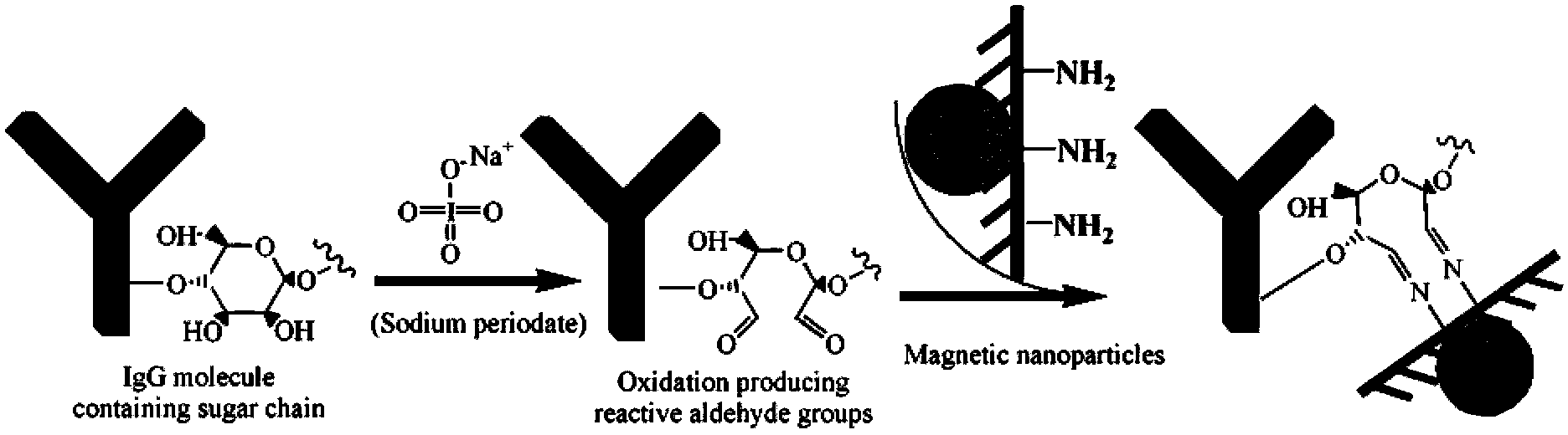 Alicyclobacillus immunomagnetic microspheres and application thereof