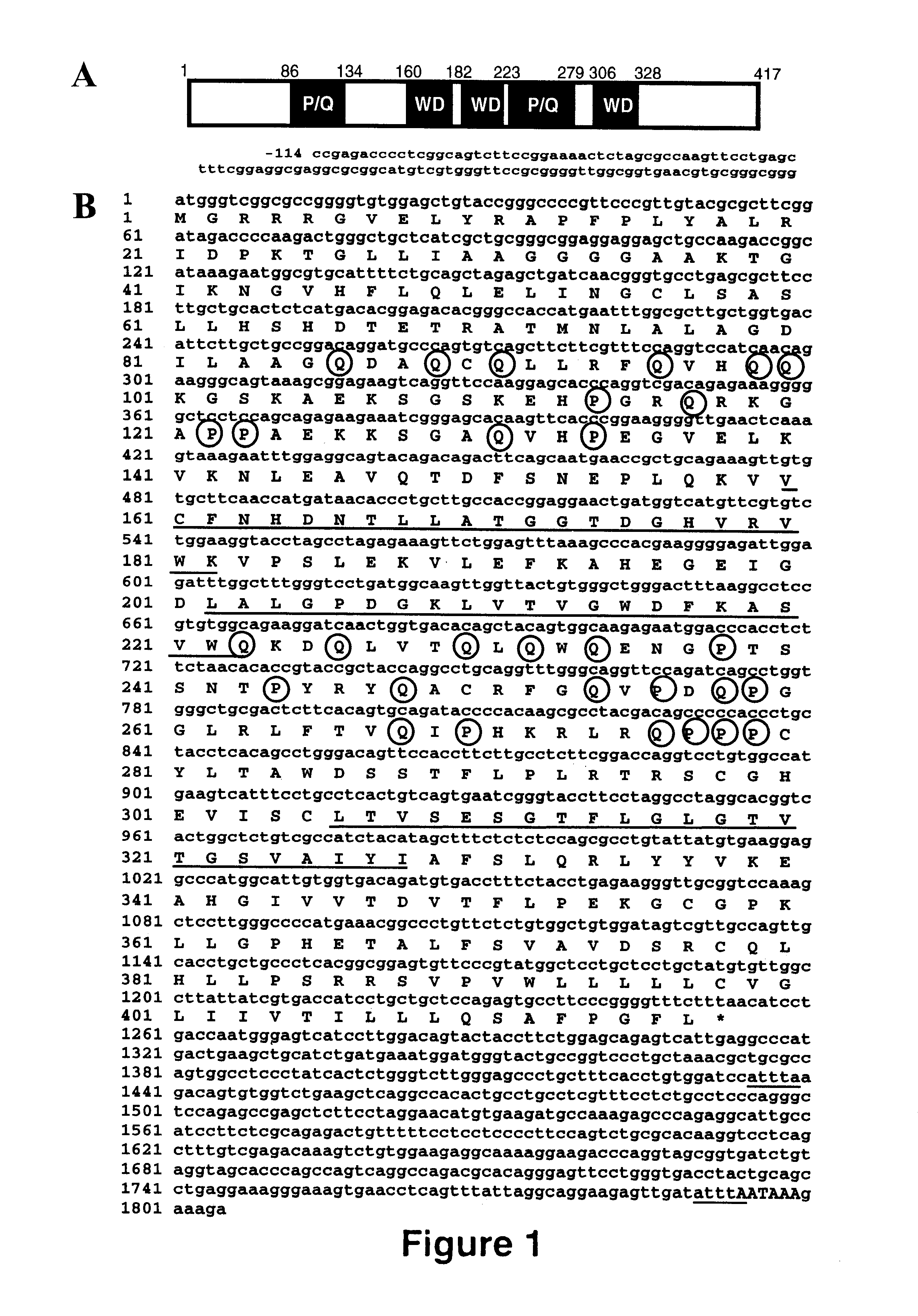 Prolactin regulatory element binding protein and uses thereof