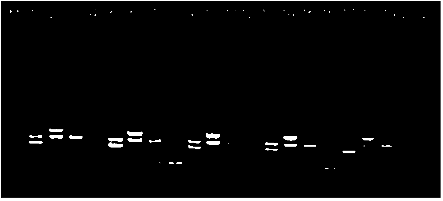 PCR kit for simultaneously detecting Brucella abortus, Brucella melitensis, Brucella suis and Brucella canis as well as preparation method and using method thereof