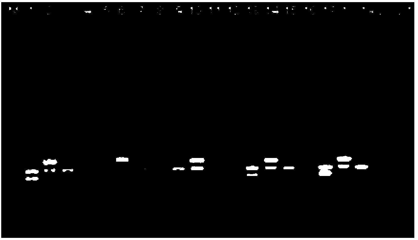 PCR kit for simultaneously detecting Brucella abortus, Brucella melitensis, Brucella suis and Brucella canis as well as preparation method and using method thereof