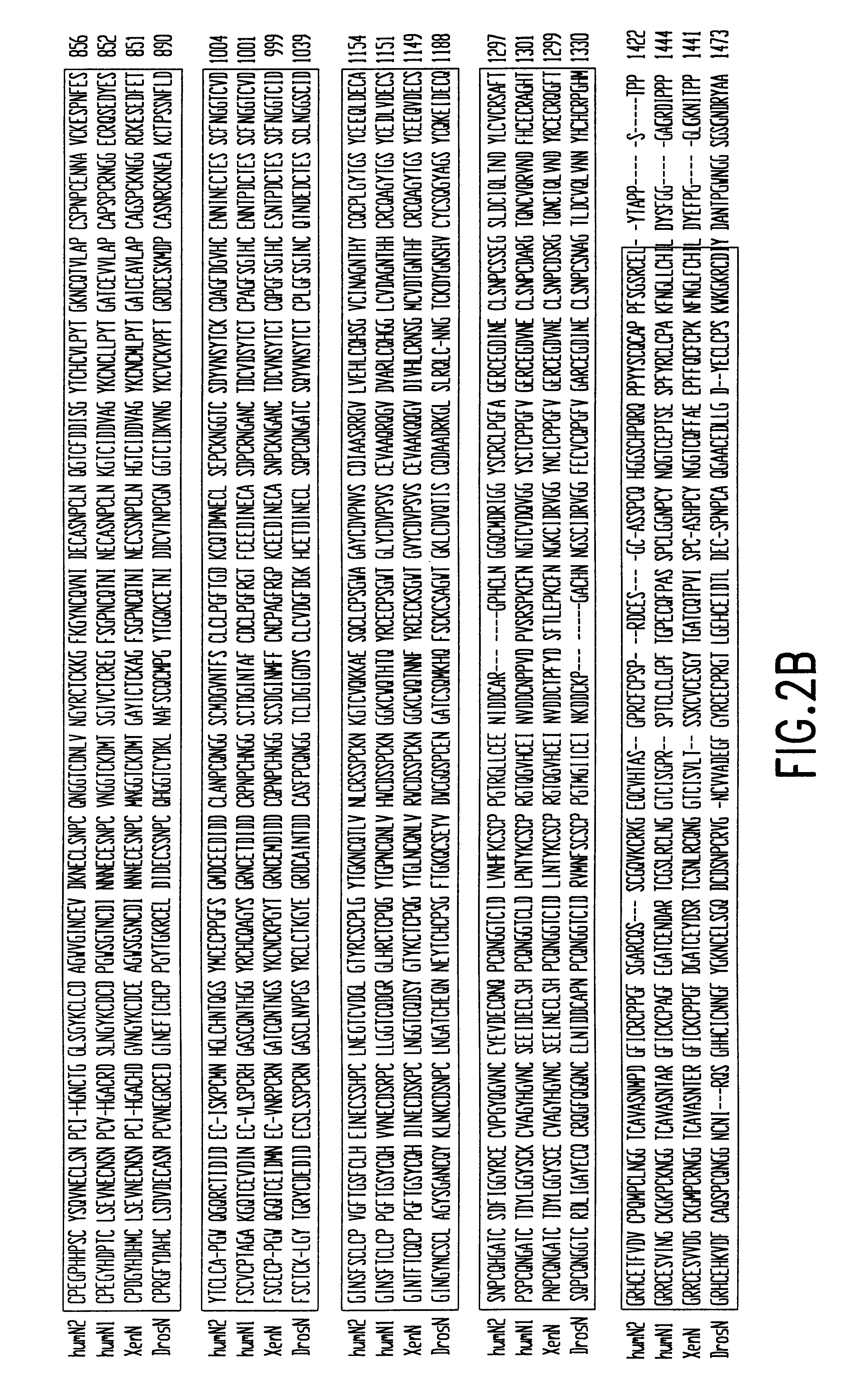 Activated forms of notch and methods based thereon