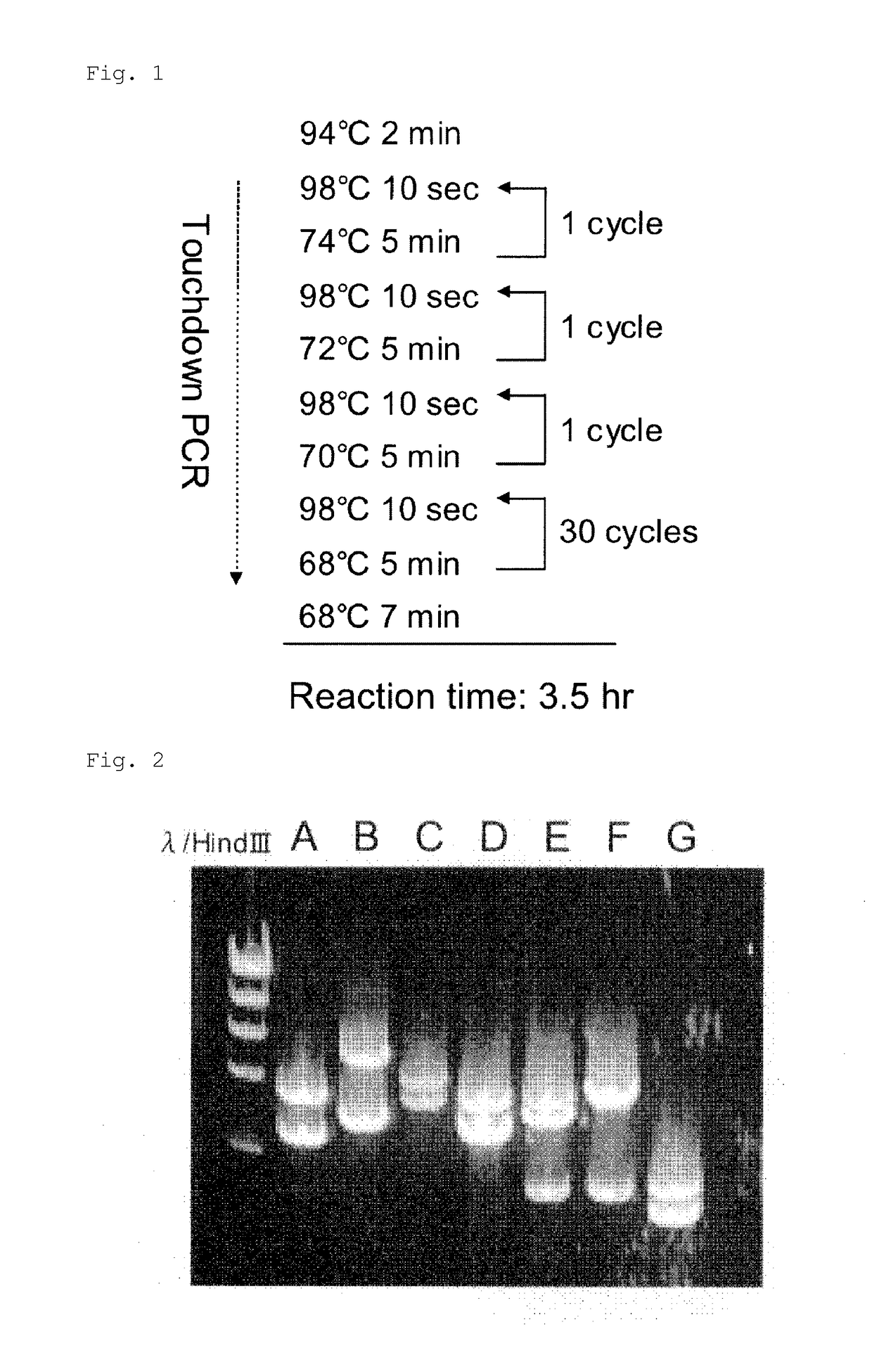 Primer set and method for amplifying exons of pkd1 gene and pkd2 gene