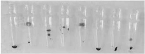 Loop-mediated isothermal amplification reagent capable of being transported at normal temperature as well as preparation method and application of reagent