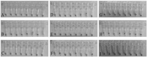 Loop-mediated isothermal amplification reagent capable of being transported at normal temperature as well as preparation method and application of reagent