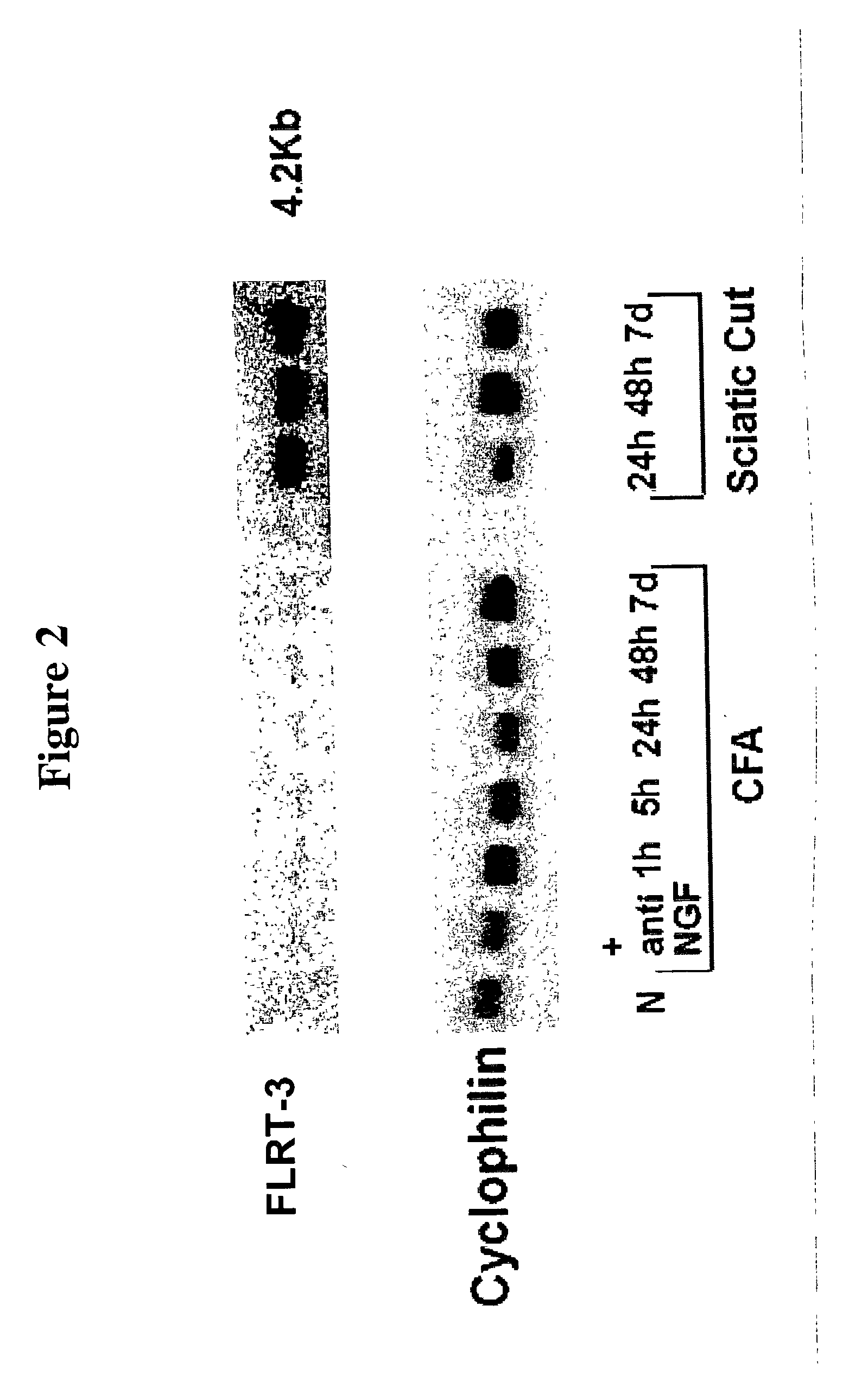 Method of regenerating neurons