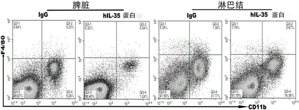 Application of interleukin 35 to preparation of drugs used for treating autoimmune dermatoses, therapeutic drug, and IL-35-Fc fusion protein