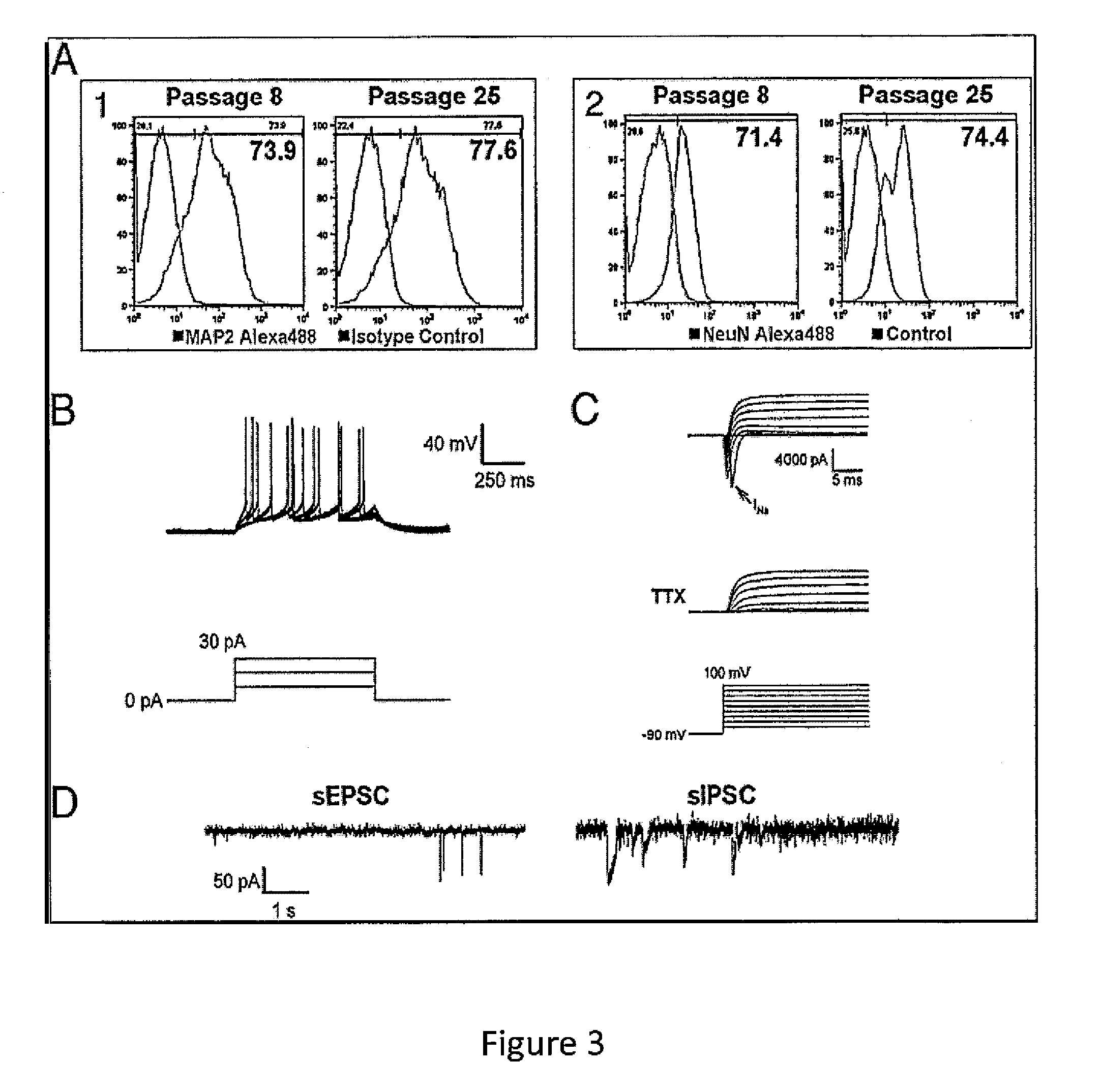 Expandable cell source of neuronal stem cell populations and methods for obtaining and using them