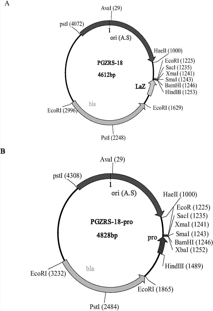 Actinobacillus succinogenes PZ improving yield of succinic acid, and construction method and application thereof