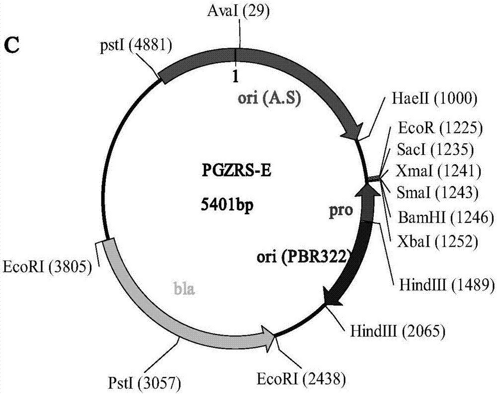 Actinobacillus succinogenes PZ improving yield of succinic acid, and construction method and application thereof