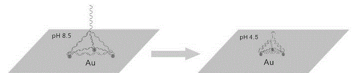 Preparation method of pH sensitive element based on DNA molecule configuration change