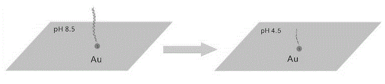 Preparation method of pH sensitive element based on DNA molecule configuration change