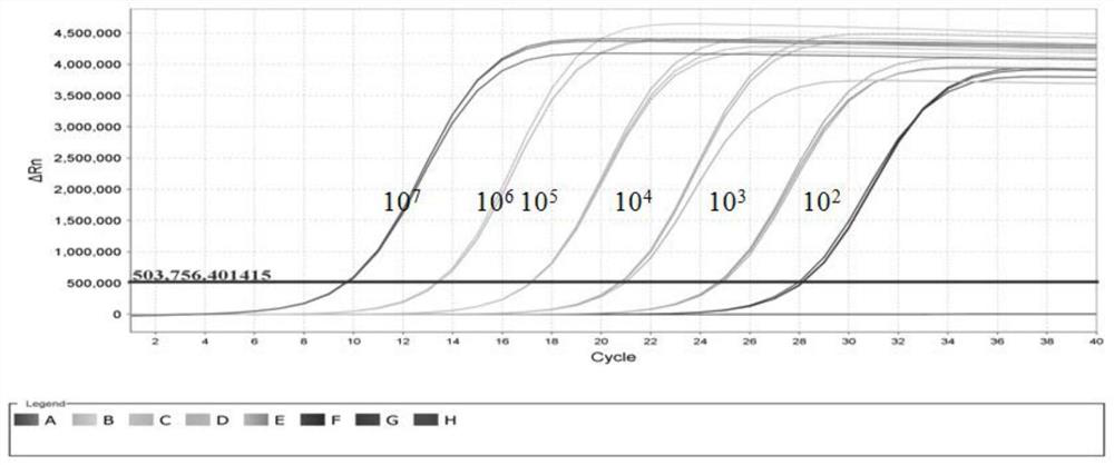 Primer for fluorescent quantitative detection of strawberry mottle virus and application of primer