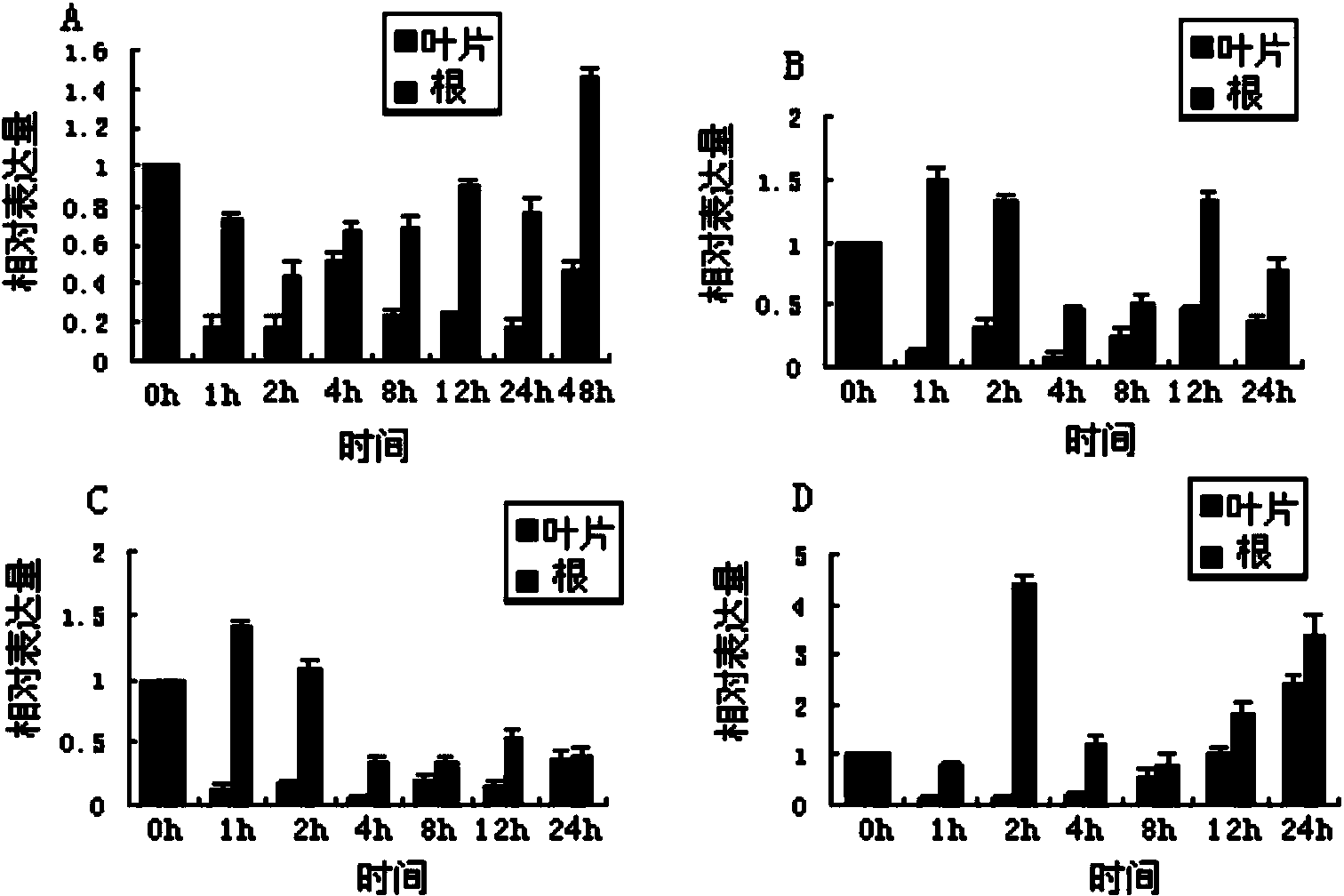 Alfalfa adversity stress responsive gene MsNAC2 and application thereof