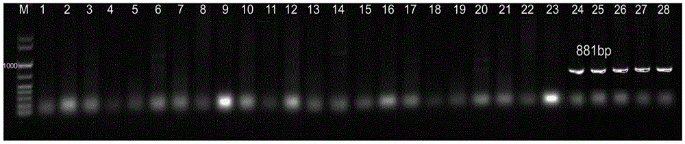 Molecular marker and application of common wheat low-molecular-weight glutelin Glu-B3h gene