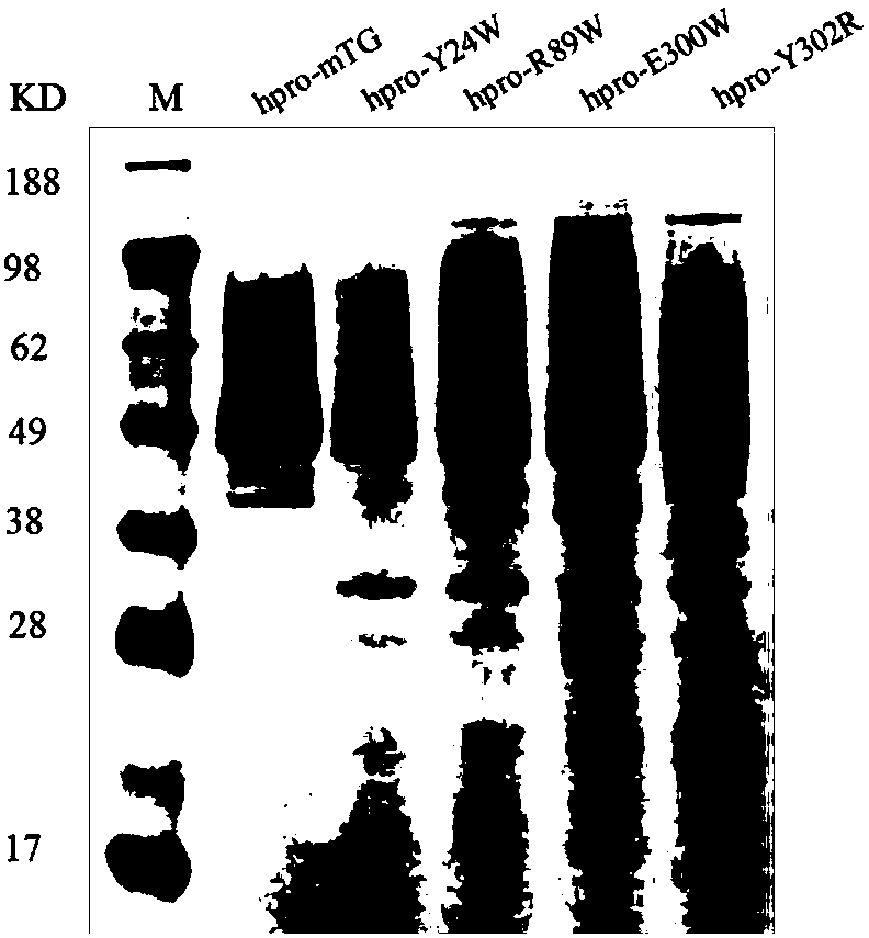 Transglutaminase mutant expressed in active form