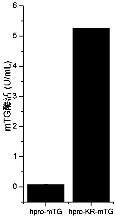 Transglutaminase mutant expressed in active form