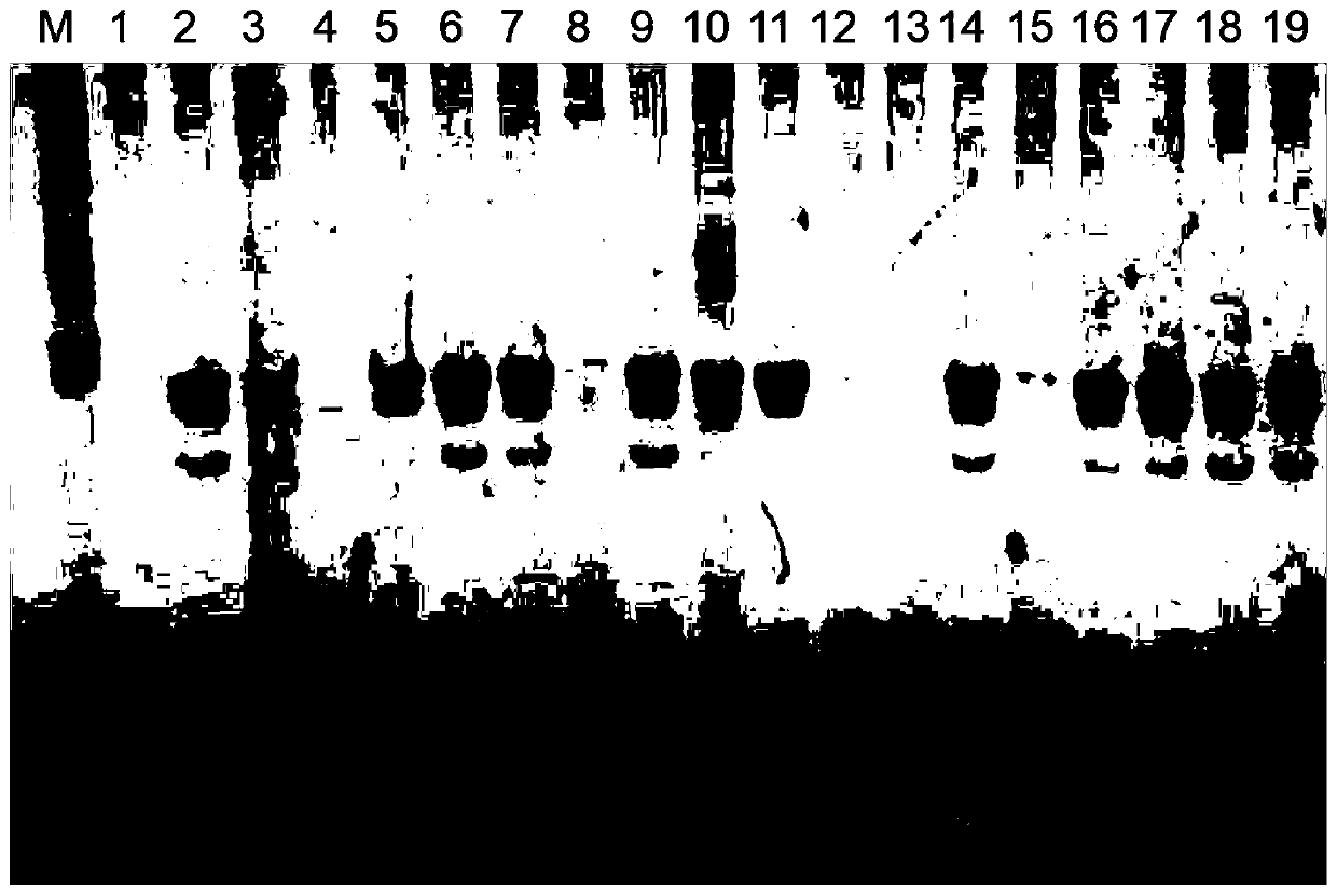 Indel molecular marker co-segregated with cucumber zymv resistance gene