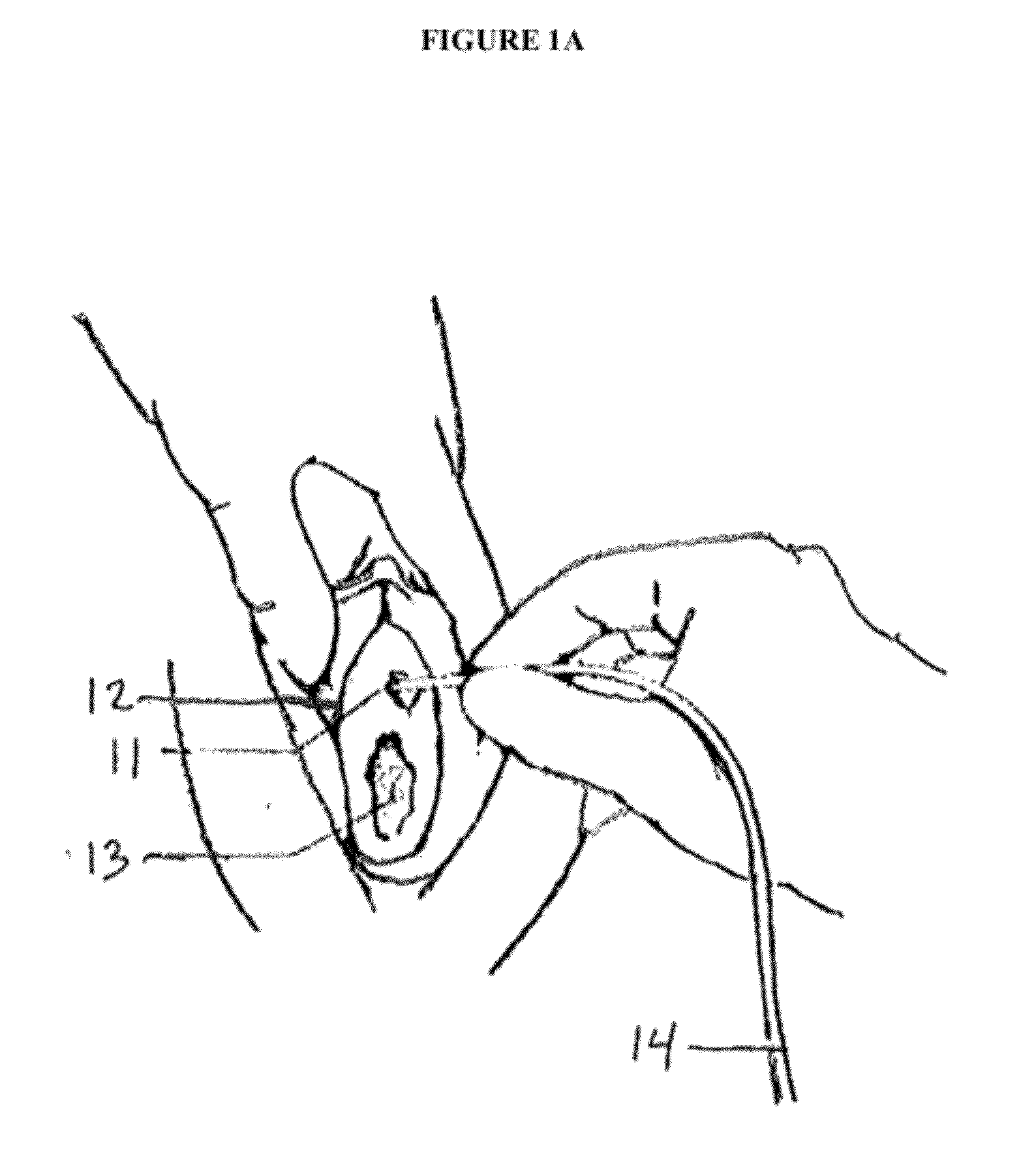 Methods and Devices for Preventing Catheter Related Urinary Tract Infections