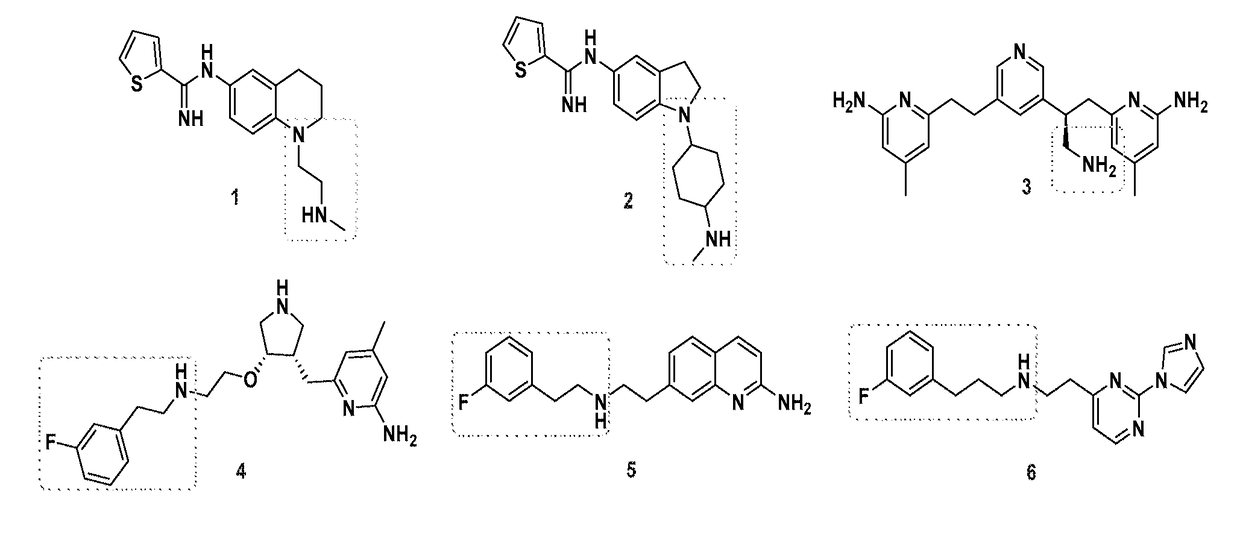 Mammalian and Bacterial Nitric Oxide Synthase Inhibitors