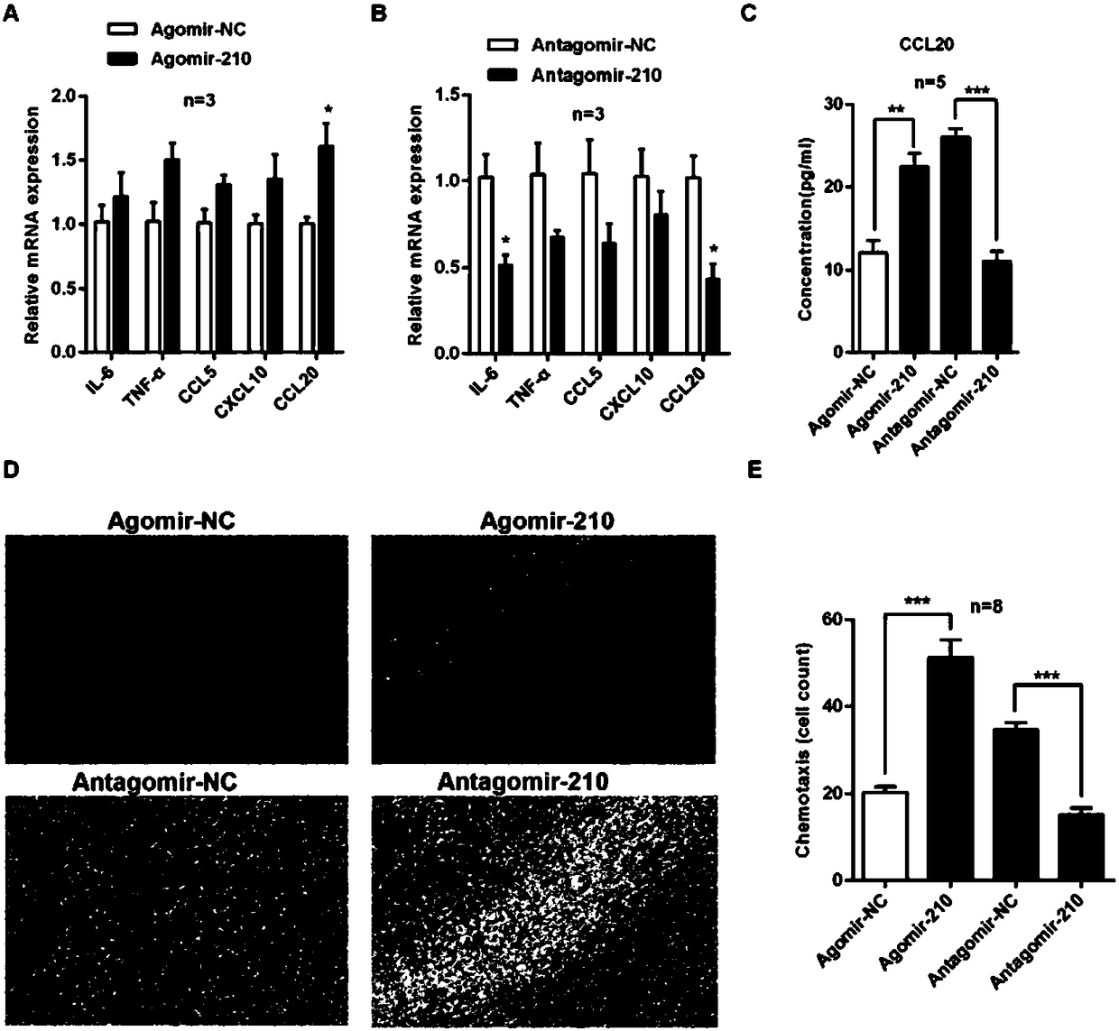 Application of microRNA-210 inhibitor in preparing medicine treating inflammatory dermatosis