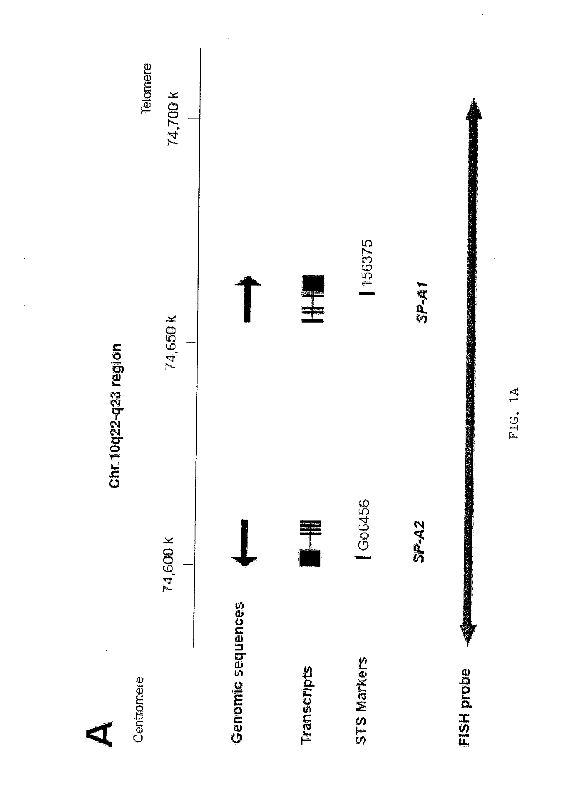 Detection and diagnosis of smoking related cancers