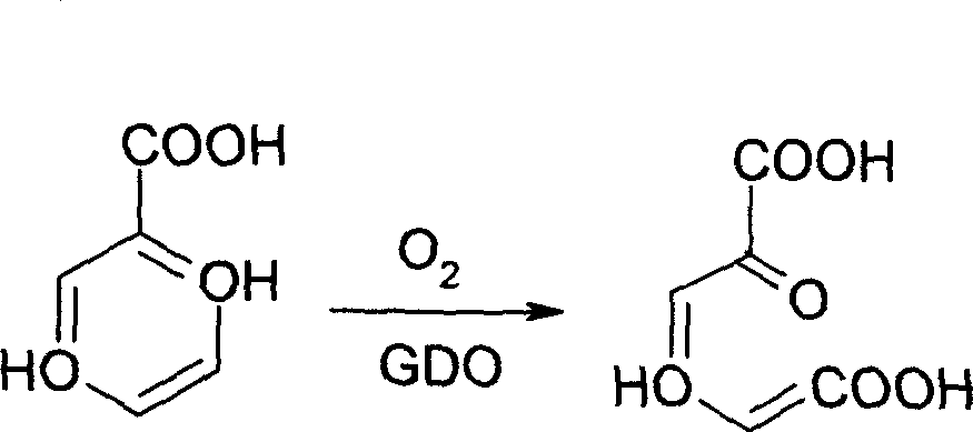 Construction and use for gentisic acid 1,2-dioxygenase gene engineering bacterium