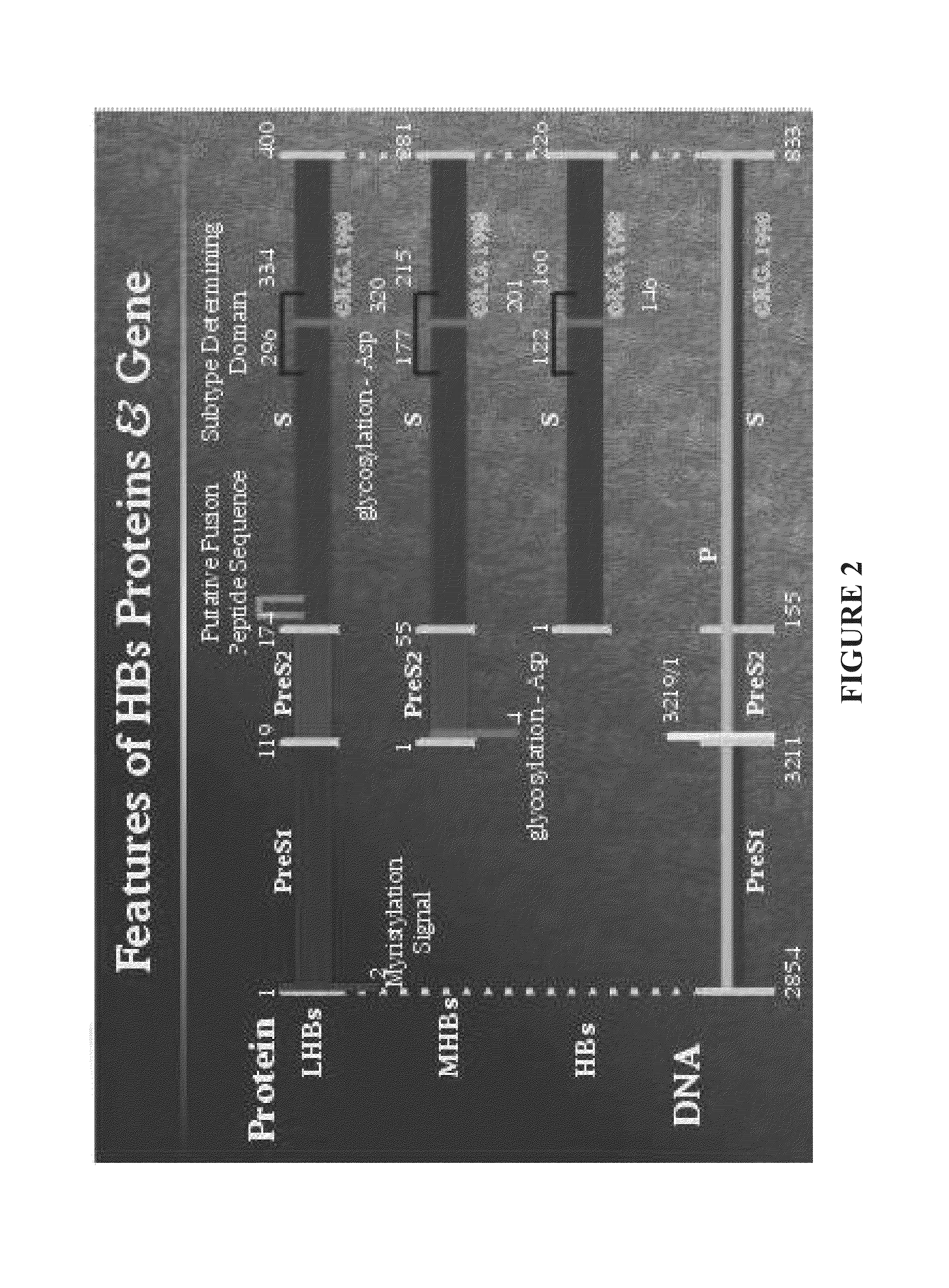 Nucleic acid molecule encoding hepatitis b virus core protein and surface antigen protein and vaccine comprising the same