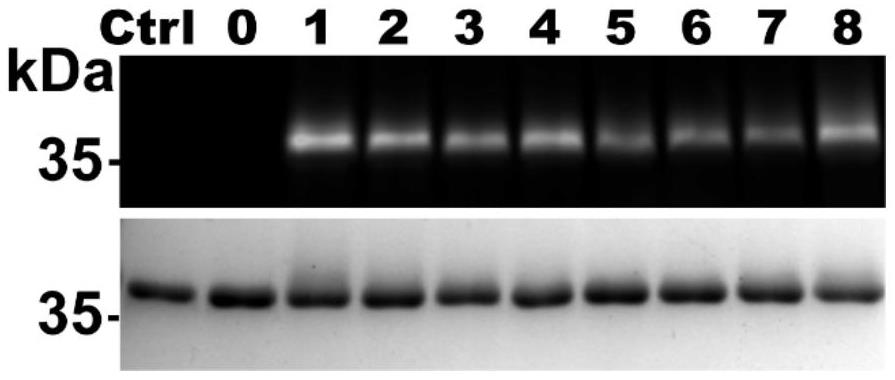 Stable polypeptide protein covalent inhibitor of papain-like protease PLpro targeting 2019 novel coronavirus