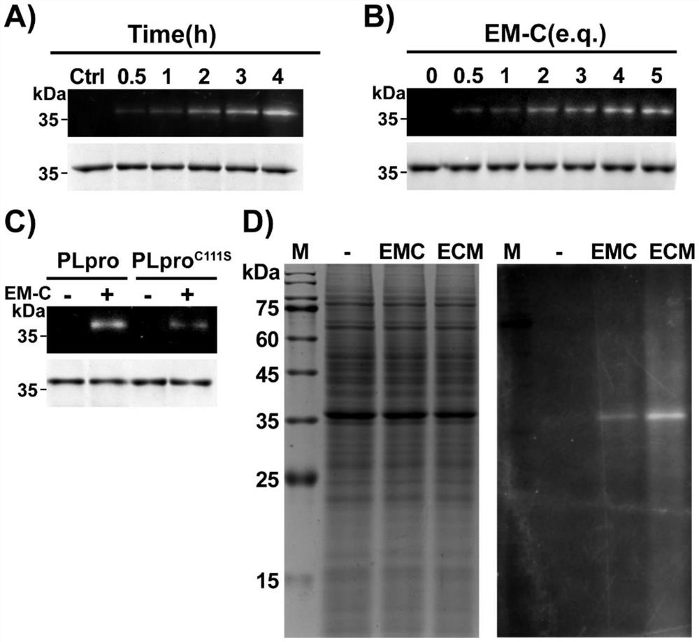 Stable polypeptide protein covalent inhibitor of papain-like protease PLpro targeting 2019 novel coronavirus