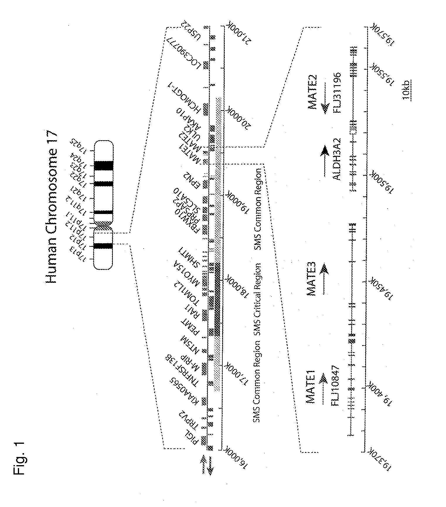 Novel Transporter Protein in Mammal and Utilization of the Same