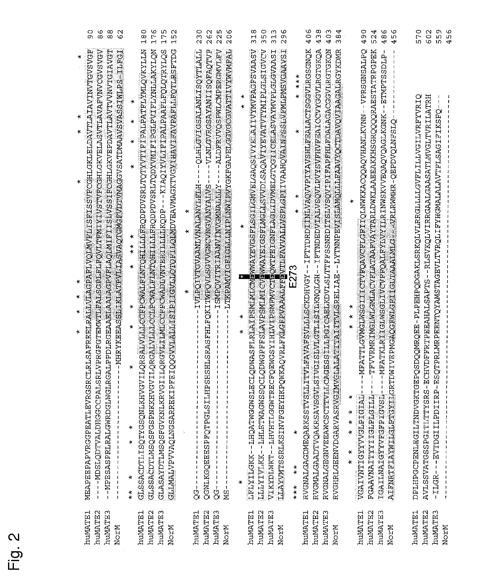 Novel Transporter Protein in Mammal and Utilization of the Same