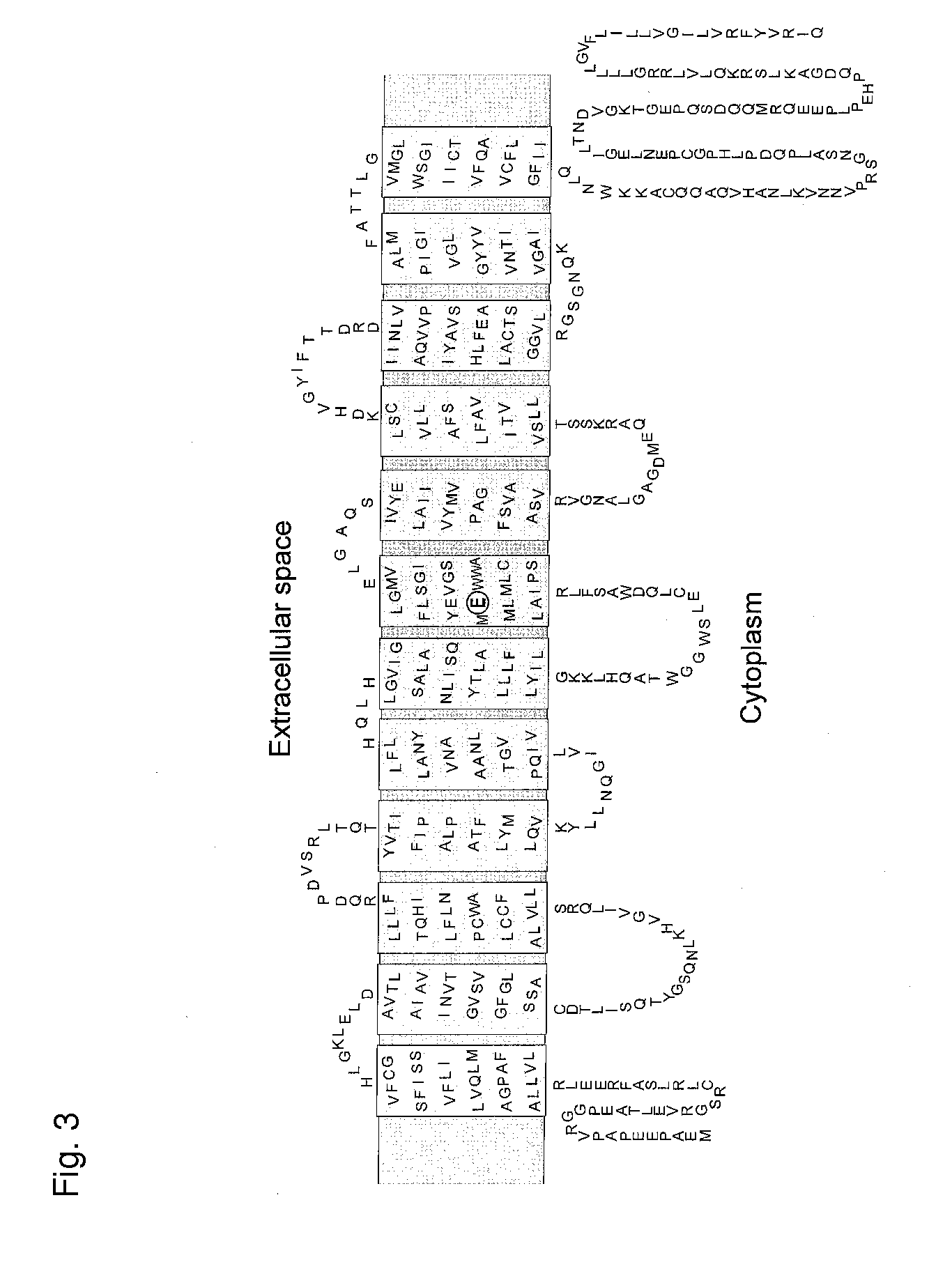 Novel Transporter Protein in Mammal and Utilization of the Same