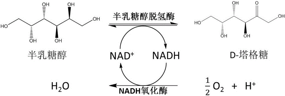 Method for preparing D-tagatose by enzyme process