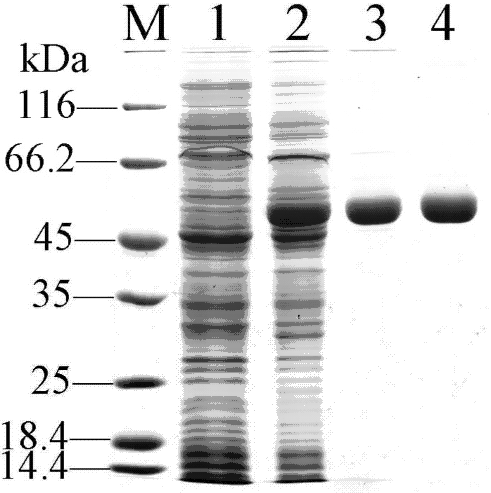 D-lactate oxidase and application thereof in D-lactic acid detection