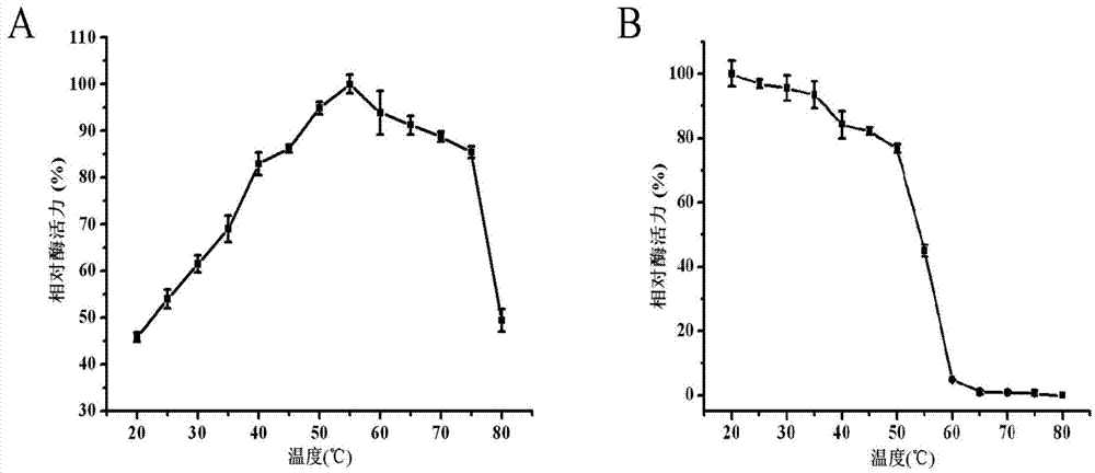 D-lactate oxidase and application thereof in D-lactic acid detection