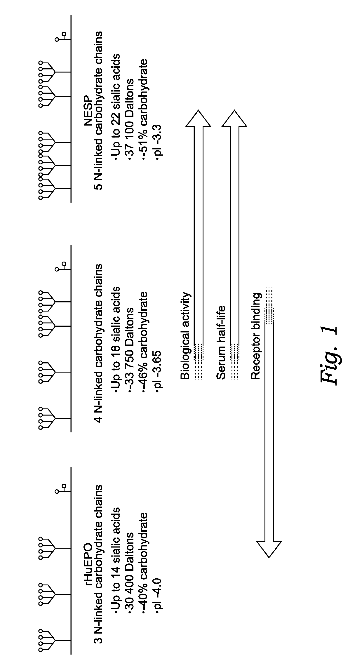 Feline erythropoietin receptor agonists