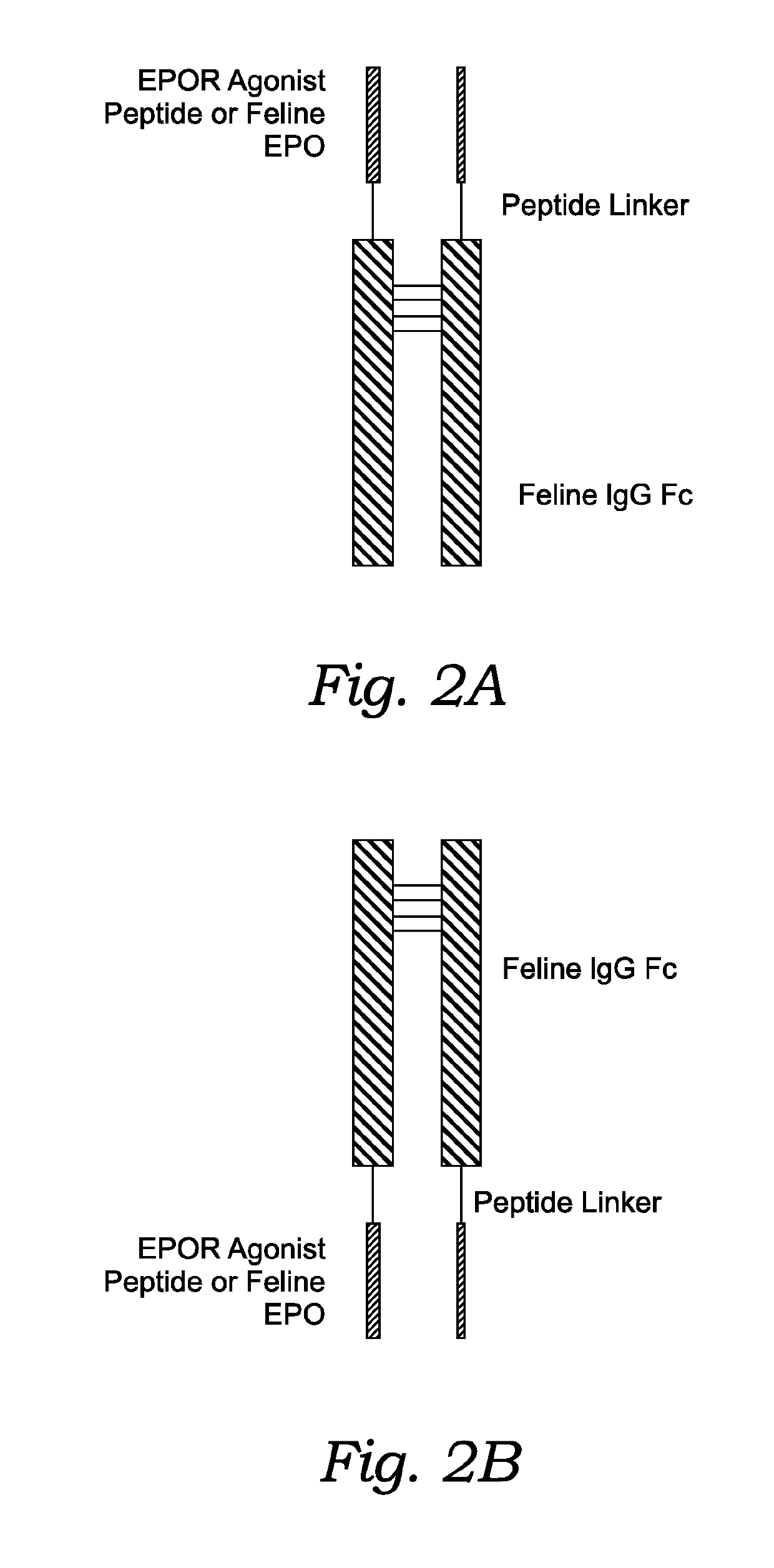 Feline erythropoietin receptor agonists