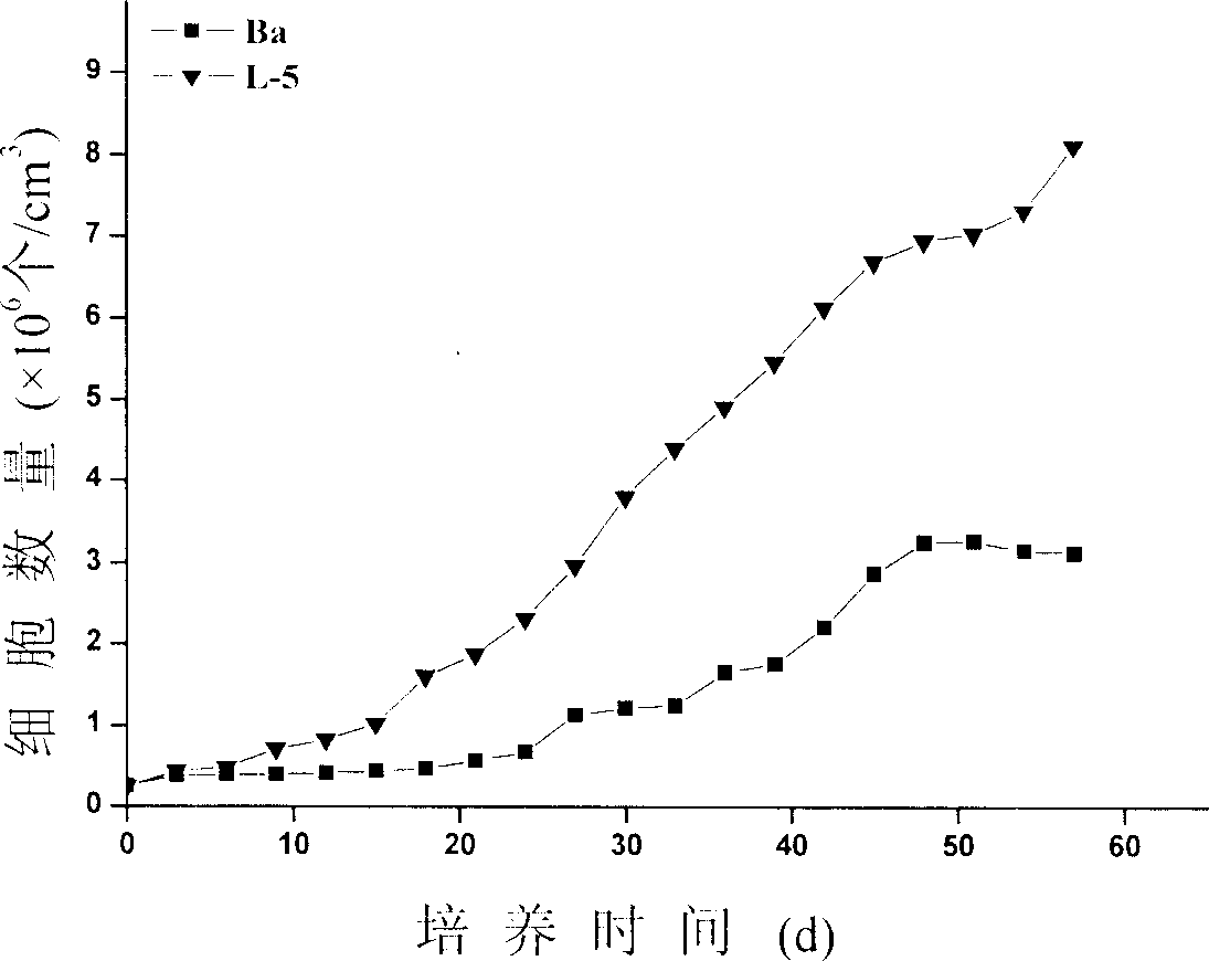 Mutagenesis, selective breeding and identification method of cold tolerant Danaliella